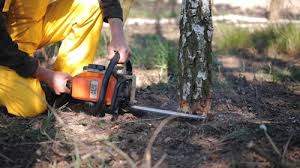 Tree and Shrub Care in Park View, IA